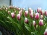Тюльпаны оптом, продажа тюльпанов в армавире - фотография №3