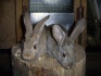 Кролики мясных пород - фотография №3