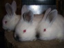 Кролики мясных пород - фотография №5