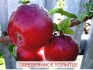Саженцы плодово ягодных культур - фотография №2