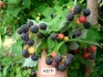 Саженцы плодово ягодных культур - фотография №4