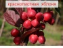Саженцы плодово ягодных культур - фотография №5