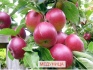 Саженцы плодово ягодных культур - фотография №6