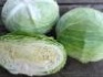 Семена белокочанной капусты naomi f1 / наоми f1 фирмы китано - фотография №1