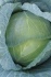 Семена белокочанной капусты naomi f1 / наоми f1 фирмы китано - фотография №2