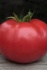 Семена розового томата kibo f1 / кибо f1 фирмы китано - фотография №2
