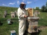 Продам алтайский мед оптом - горно-степное разнотравье - фотография №2