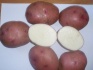 Картофель продовольственный - фотография №1