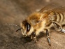 Пчелопакеты - пчелосемьи! - фотография №3