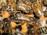 Пчелопакеты - пчелосемьи! - фотография №5