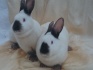 Кролики калифорнийской породы, клетки - фотография №2