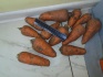 морков хорошово качество