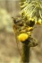 Пчелы (пчелосемьи зимовалые) в московской обл. - фотография №1