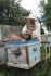 Пчелы (пчелосемьи зимовалые) в московской обл. - фотография №2