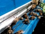 Пчелосемьи корпатской породы - фотография №1