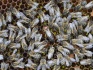 Пчелосемьи корпатской породы - фотография №2