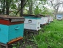 Пчелосемьи корпатской породы - фотография №3