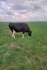 Продам корову - фотография №2
