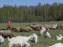 Продам коз, козлят, овец - фотография №1