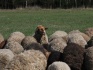 Продам коз, козлят, овец - фотография №3