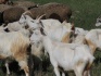Продам коз, козлят, овец - фотография №4