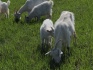Продам коз, козлят, овец - фотография №5
