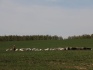 Продам коз, козлят, овец - фотография №6