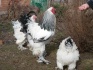 Куры и цыплята брама - фотография №2