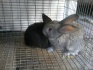 Семья кроликов с клеткой - фотография №3