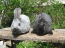 Кролики скороспелых мясных пород на племя - фотография №2
