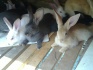 Кролики и мясо кролика - фотография №4