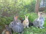 Кролики и мясо кролика - фотография №5