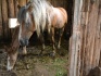 Продается лошади в новгородской области, окуловский район п.боровенк - фотография №1