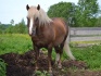 Продается лошади в новгородской области, окуловский район п.боровенк - фотография №2