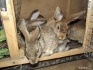 Крольчата помесь фландра - фотография №2