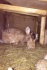 Крольчата помесь фландра - фотография №3