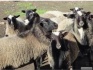 Продаю котных овец Романовской породы