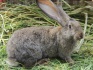 Молодняк кроликов - фотография №1