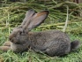 Молодняк кроликов - фотография №2