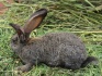 Молодняк кроликов - фотография №4