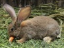 Молодняк кроликов - фотография №5