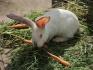 Молодняк кроликов - фотография №6