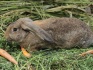 Молодняк кроликов - фотография №3