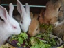 Кролики продажа - фотография №1
