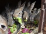 Кролики продажа - фотография №3