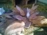 Кролики продажа - фотография №4