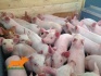 Продажа свиней - фотография №3