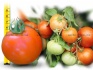 Семена помидор залещанский f1 - фотография №2