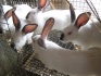 Кролики скороспелых мясных пород на племя - фотография №4
