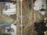 Кролики скороспелых мясных пород на племя - фотография №5